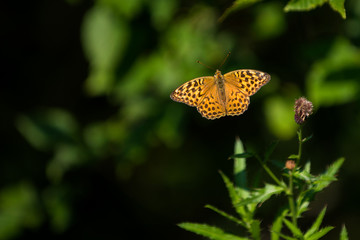 Beautifull butterfly flying