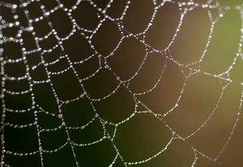 morning dew on spiderweb