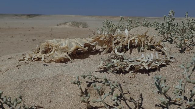 The dried skeleton of Porcupinefish lies on the sand in the desert near the Red Sea. Black-blotched Porcupinefish (Diodon liturosus)
