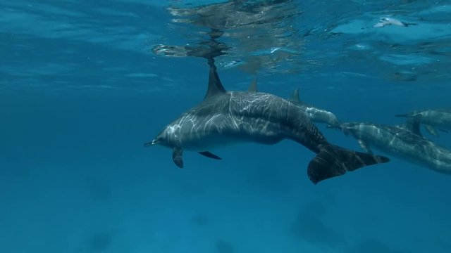 Group of pregnant female Spinner Dolphins slowly under surface of blue water (Underwater shot, 4K / 60fps)
