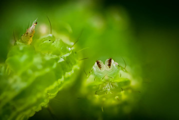 in the fairy-tale macro world, the caterpillar lies overhead with paws and is heated in the sun