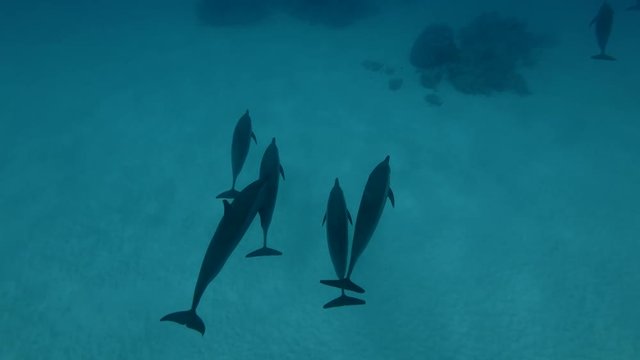 Group of Spinner Dolphins swims over the sandy bottom (High-angle shot, Underwater shot, 4K / 60fps)

