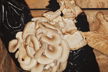 culture de champignons dans des ballots de marc de café - obrazy, fototapety, plakaty