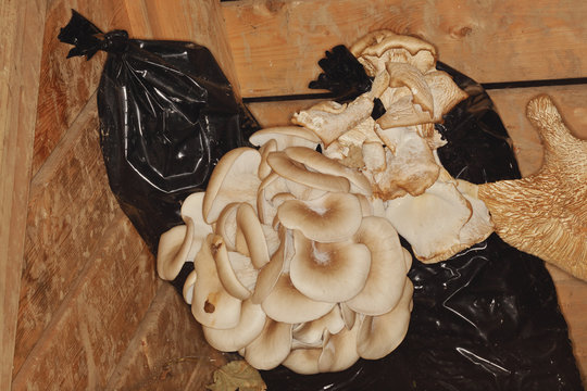 culture de champignons dans des ballots de marc de caf&eacute;