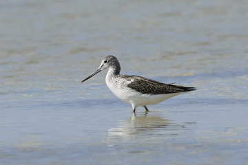 Common greenshank (Tringa nebularia)