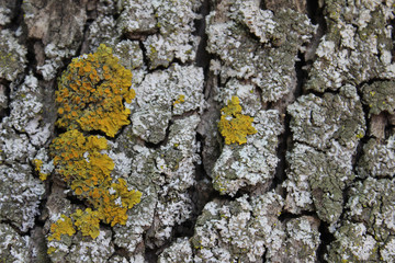 Corteza de árbol con musgo