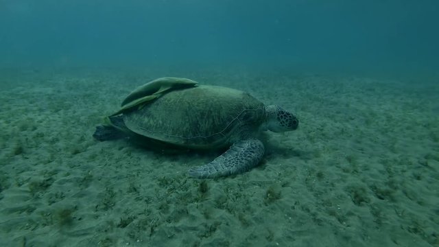 Green sea turtle eats sea grass on the bottom (Chelonia mydas) High-angle shot, Close-up, Underwater shot, 4K / 60fps
