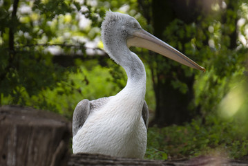 sidepotrait of a pelican