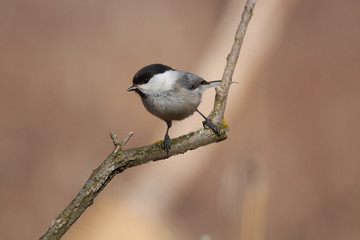 Willow tit sits on a branch covered with lichen (side view, on a calm background).
