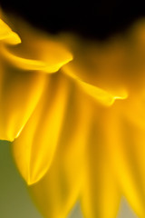 Fototapeta premium Sunflower