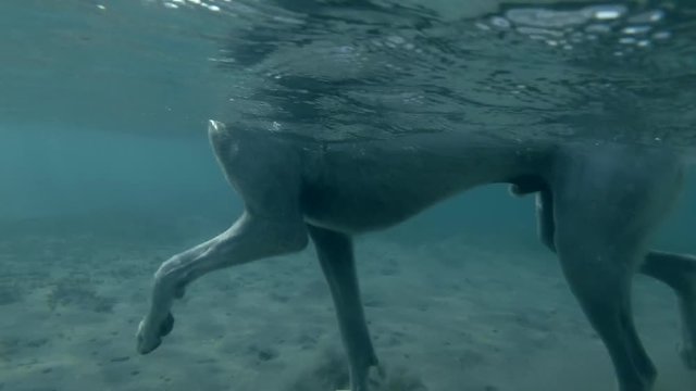 Dog walks in shallow water. Red sea, Marsa Alam, Marsa Mubarak, Egypt (Split level, Underwater view, 4K / 60fps)
