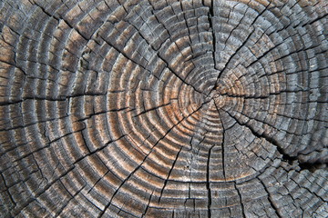 Naklejka premium Wood texture background