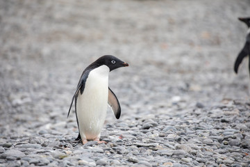 Naklejka premium penguin in the arctic