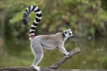ring tailed lemur on branch of tree - obrazy, fototapety, plakaty