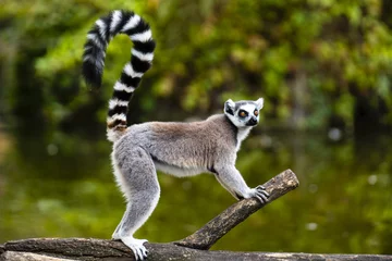 Foto op Canvas ring tailed lemur on branch of tree © Daniel