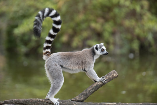 ring tailed lemur on branch of tree