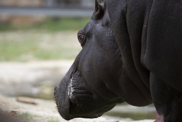 Fototapeta na wymiar rhinoceros in zoo