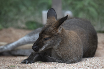 young kangaroo