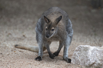 Naklejka na ściany i meble wallaby in australia