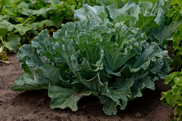 Brassica oleracea, Background of cabbage, headed cabbage leaves. Dew drops on a leaf of cabbage. Green juicy color of the plant. big fresh white cabbage