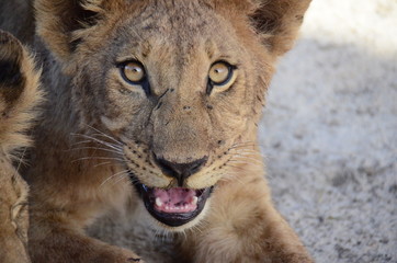 Löwe - Okavango Delta, Botswana