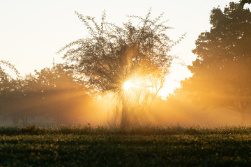 Beautiful rays