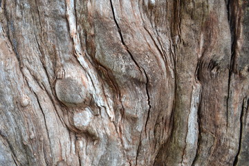 Fototapeta premium tree 