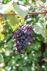 Mature and juicy bunch of blue grapes in sheets of green