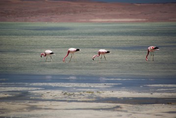 Laguna Colorada - Altiplano, Bolivien