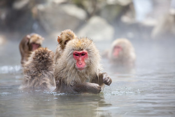 Fototapeta premium macaque monkey in a bath in japan