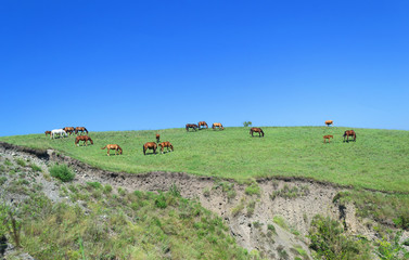 Fototapeta premium herd of brown horses against a colorful blue sky and green hills