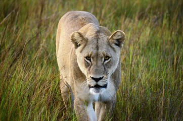 Löwe - Okavango Delta, Botswana