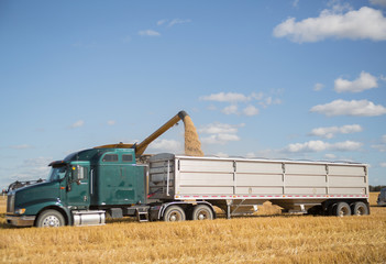 semi truck getting loaded with grain at harvest time