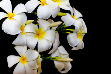 Fototapeta na wymiar Plumeria white flowers the beautiful on black background. close up