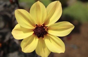 close up yellow flower