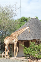 A Tall giraffe walking in Marloth park near kruger