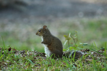 Naklejka na ściany i meble squirrel close up on grassy surface