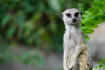 Portrait of a meerkat
