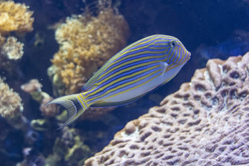 Fototapeta na wymiar The exotic colored fish