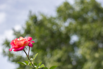 Rose against the sky.