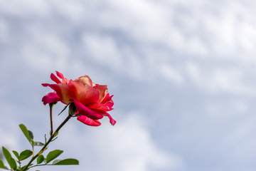 Rose against the sky.