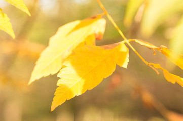Autumn comes on glowing blurry background 