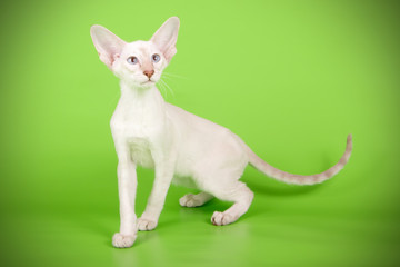 Siamese cat on colored backgrounds