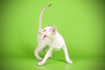 Siamese cat on colored backgrounds