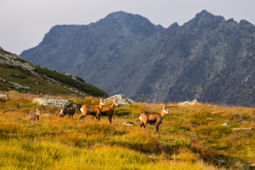 Fototapeta na wymiar Mountain goat alias Rupicapra Rupicapra Tatrica in High Tatras, Slovakia