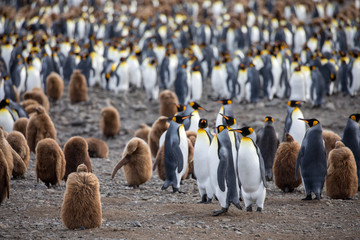 Obraz premium penguin in the arctic