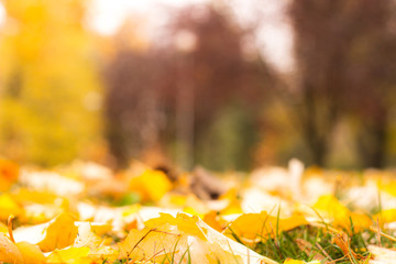 Sunny autumn scenery in an city park