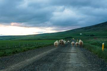 Schafe auf einer Landstraße, Island