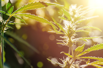  Fresh agricultural hemp grows in garden, flowering plant as medicinal medicine. Wild natural...