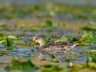 Female Mallard duck swimming in the water amongst vegetation 